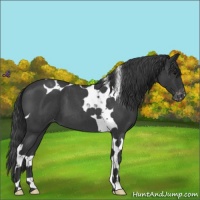 Horse Color:Blue Roan Tobiano Appaloosa 