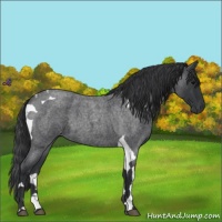 Horse Color:Blue Roan Tobiano 