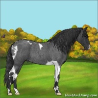 Horse Color:Blue Roan Tobiano 