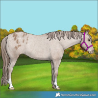 Horse Color:Classic Champagne Appaloosa Rabicano 