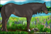 Horse Color:Liver Chestnut 