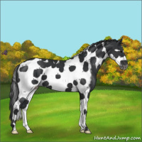 Horse Color:Black Splash Tobiano Frame 