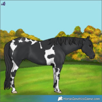 Horse Color:Black Tobiano 