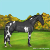 Horse Color:Blue Roan Tobiano
