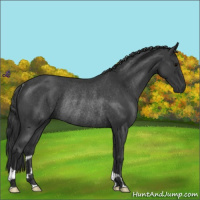 Horse Color:Blue Roan Rabicano 