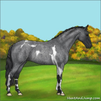 Horse Color:Blue Roan Tobiano Rabicano