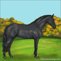Horse Color:Blue Roan Rabicano 