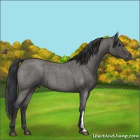 Horse Color:Blue Roan 