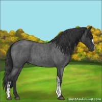 Horse Color:Blue Roan 