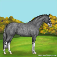 Horse Color:Blue Roan Splash 