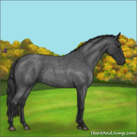 Horse Color:Blue Roan