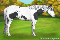 Horse Color:Black Splash Tobiano 