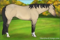 Horse Color:Buckskin Roan Dun 