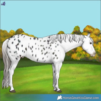 Horse Color:Midnight Blue Roan Appaloosa Rabicano 