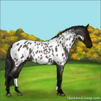 Horse Color:Midnight Bay Roan Appaloosa Rabicano 