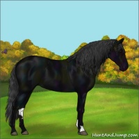Horse Color:Midnight Black 