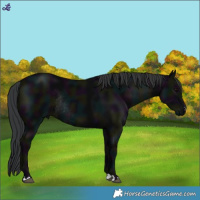 Horse Color:Midnight Black Rabicano 