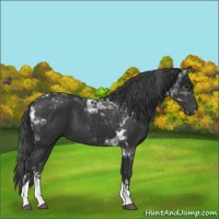 Horse Color:Black Tobiano 