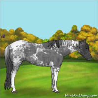 Horse Color:Blue Roan Tobiano 