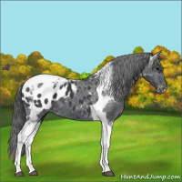 Horse Color:Black Tobiano Blanket 