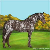 Horse Color:Liver Chestnut Near Leopard Rabicano  and Liver Chestnut 