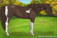 Horse Color:Liver Chestnut Tobiano 