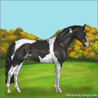 Horse Color:Liver Chestnut Sabino Tobiano 
