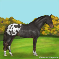 Horse Color:Liver Chestnut Appaloosa Rabicano 