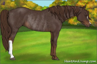 Horse Color:Liver Chestnut Rabicano