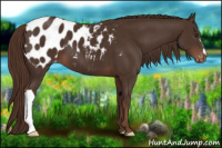 Horse Color:Liver Chestnut Appaloosa