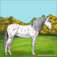 Horse Color:Liver Red Dun Near Leopard 