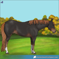 Horse Color:Liver Chestnut Tobiano 