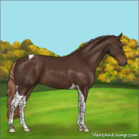 Horse Color:Liver Chestnut Tobiano 