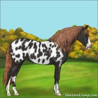 Horse Color:Liver Chestnut Sabino Appaloosa 