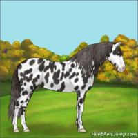 Horse Color:Liver Chestnut Sabino Appaloosa 