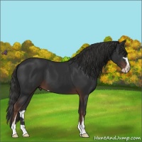 Horse Color:Liver Chestnut Sabino 