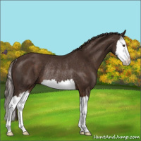Horse Color:Liver Chestnut Sabino Splash Rabicano 