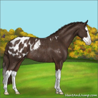 Horse Color:Liver Chestnut Splash Appaloosa Rabicano 