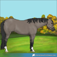 Horse Color:Grullo 