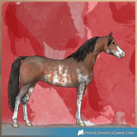 Horse Color:Brown Sabino 