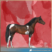 Horse Color:Brown Tobiano 