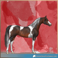 Horse Color:Brown Tobiano Rabicano 