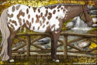 Horse Color:Silver Buckskin Appaloosa 