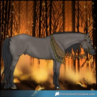Horse Color:Grullo 