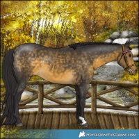 Horse Color:Buckskin 