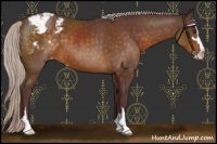 Horse Color:Chocolate Silver Buckskin Sabino Varnish 