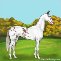 Horse Color:Liver Chestnut Sabino Rabicano 