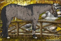 Horse Color:Grullo Brindle