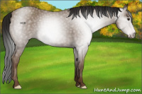 Horse Color:Gray Classic Champagne 