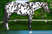 Horse Color:Black Near Leopard 